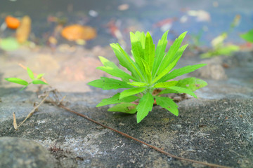 小草