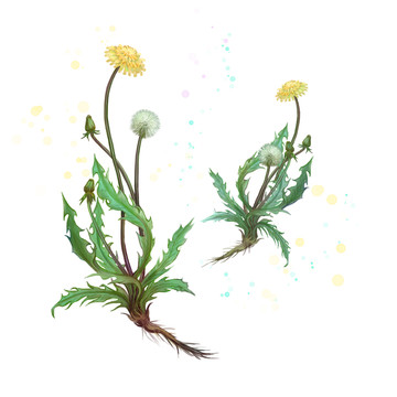 蒲公英整顆植株