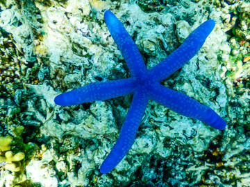 印度尼西亚巴厘岛孟赞干水底海星
