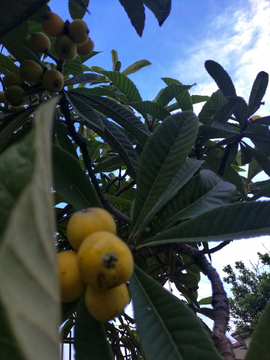 枇杷果