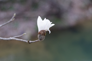 白玉兰花