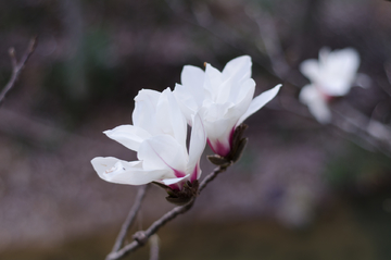 白玉兰花