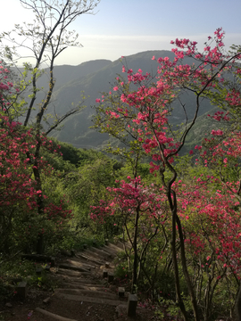 湖北英山天马寨杜鹃