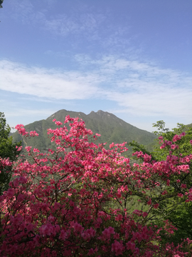 天马寨杜鹃