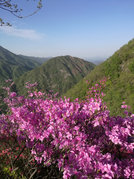 天马寨杜鹃