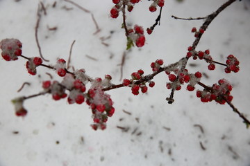 桃花雪