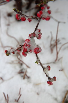 桃花雪