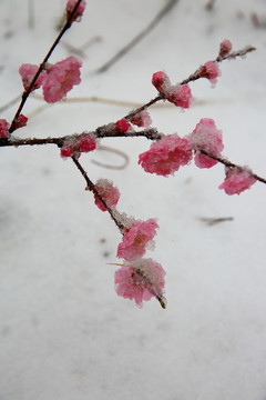 桃花雪