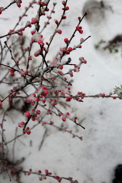 桃花雪