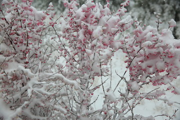 桃花雪