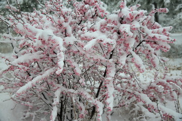 桃花雪