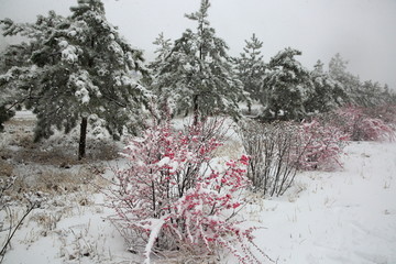 大雪