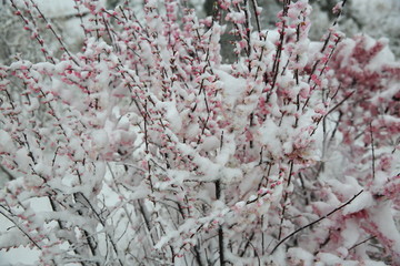 桃花雪