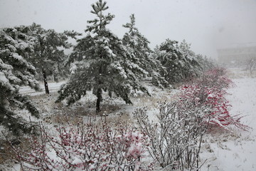 大雪