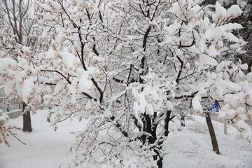 大雪