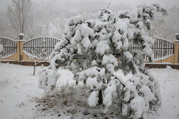 大雪