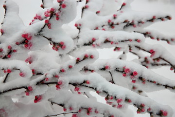 桃花雪