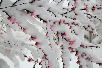 桃花雪