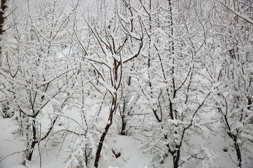 雪景