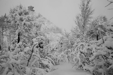 大雪