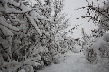 大雪