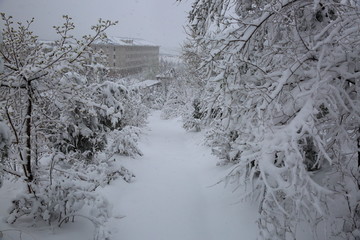 雪景