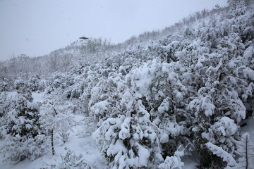 雪景
