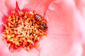 蜜蜂与月季