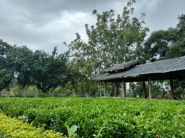 公园园林风景 广西南宁南湖公园