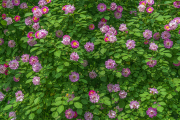蔷薇花植物背景墙