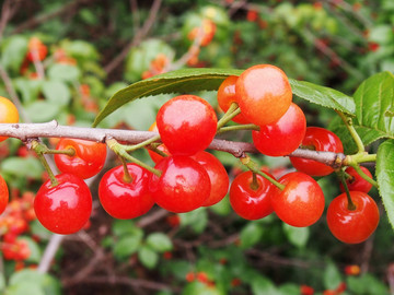 樱桃 樱桃果 樱桃花 樱桃树