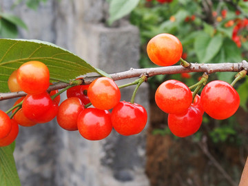 樱桃 樱桃果 樱桃花 樱桃树