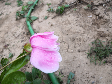 芍药花