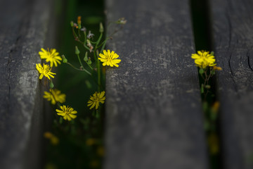 野花小花