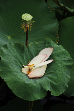 落花飘零