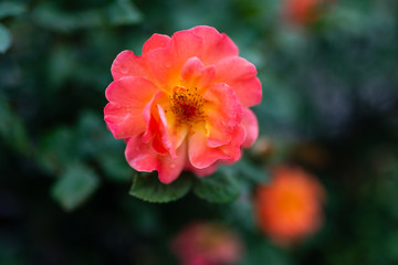 济南街头的蔷薇花 （15）