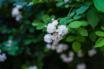 济南街头的蔷薇花 （30）
