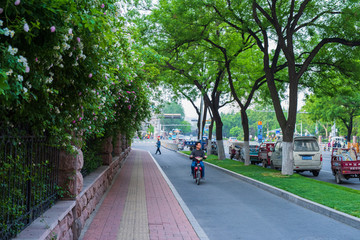 济南街头的蔷薇花 （40）
