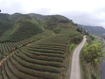 邵阳洞口古楼茶山2015年