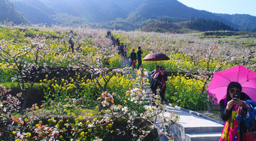 城步赏花 城步美景