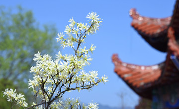 城步赏花 城步美景