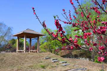 城步赏花 城步美景