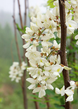 新鲜槐花