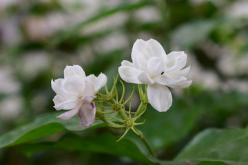 两朵白色茉莉花