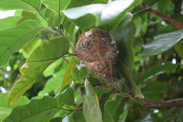 树上的鸟巢