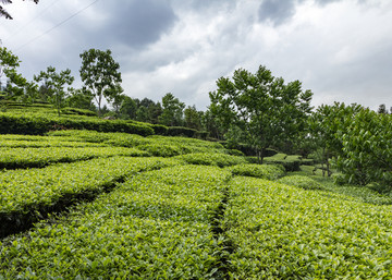 临沧茶园