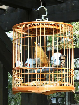 畫眉  畫眉鳥  觀賞鳥