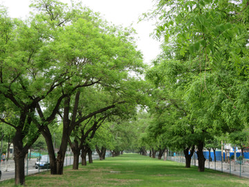 阳光绿树草地