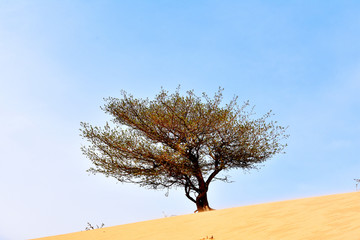 沙漠树木