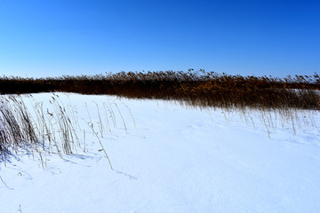 芦苇 雪地 蓝天